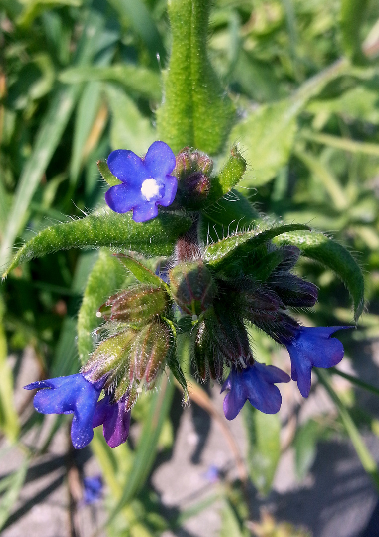 Krummhals 'Anchusa arvensis'