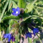 Krummhals 'Anchusa arvensis'