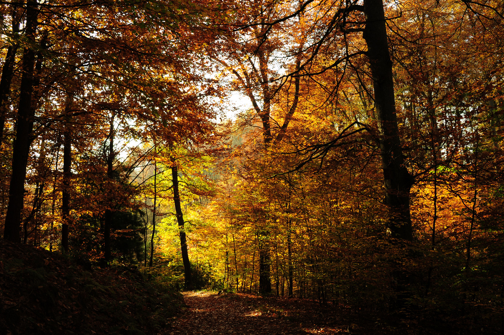 Krupp-Wald Essen