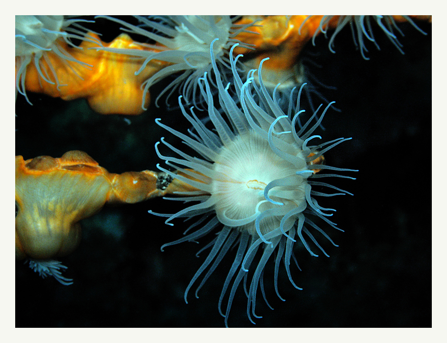 Krustenanamonen am Wrack der Thistlegorm