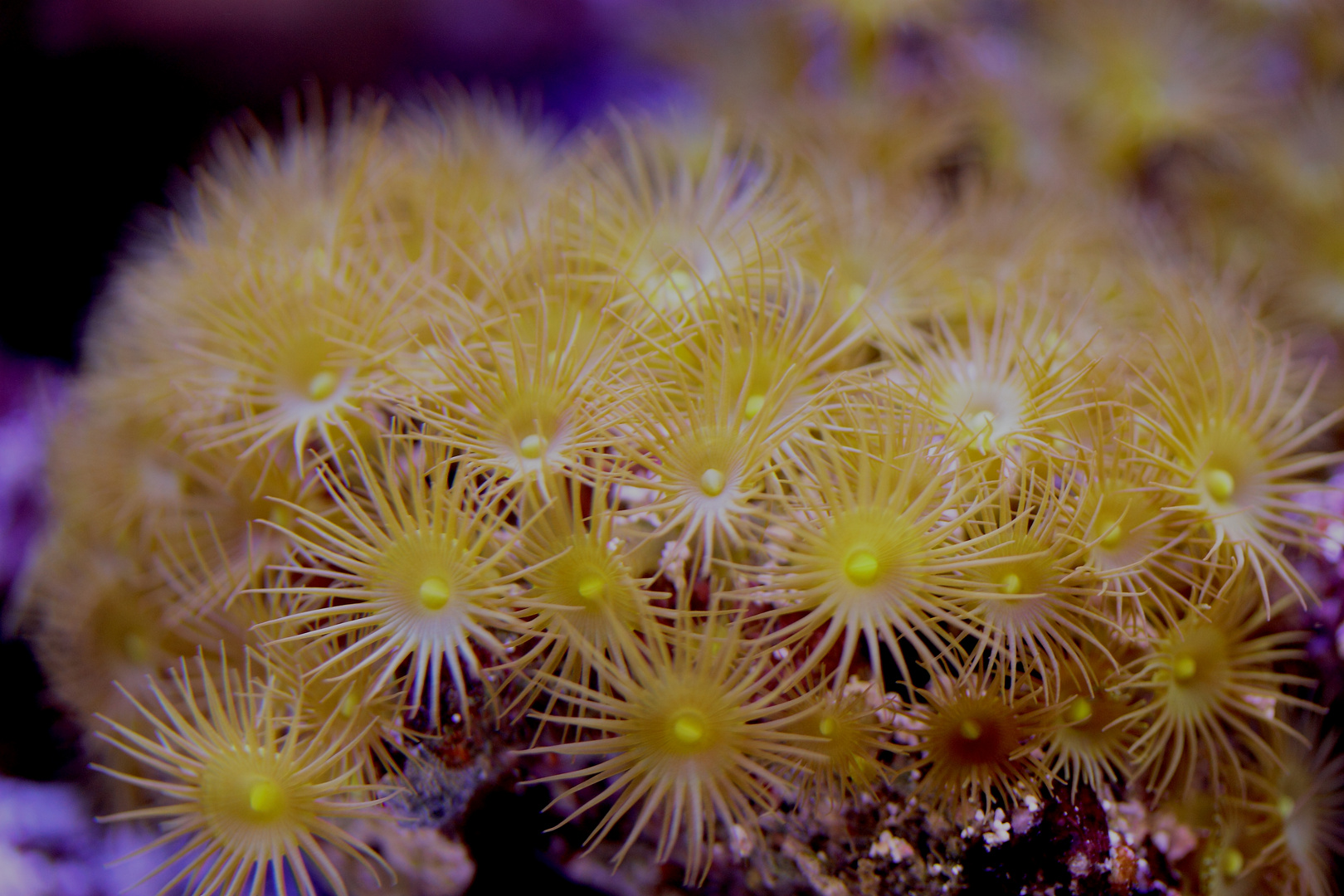 Krustenanemone