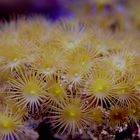 Krustenanemone