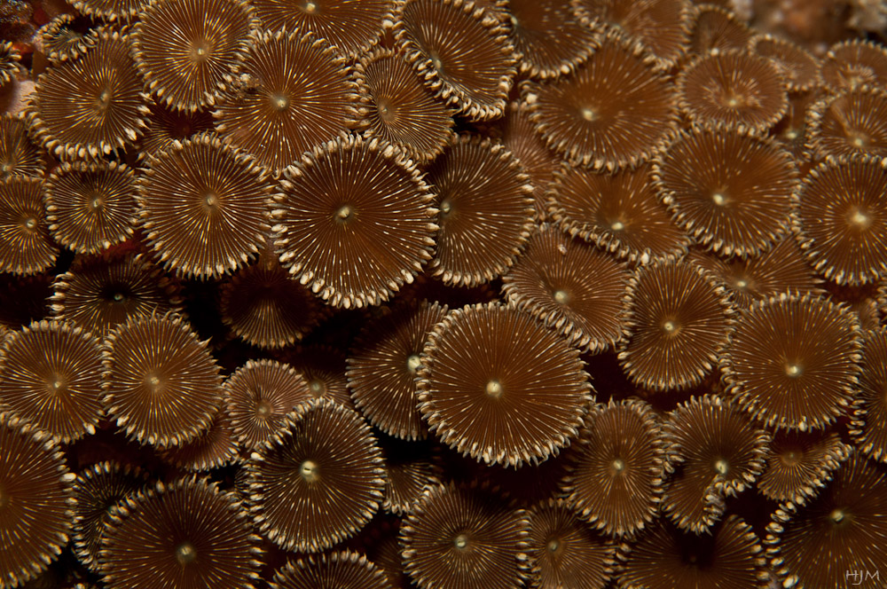 Krustenanemone