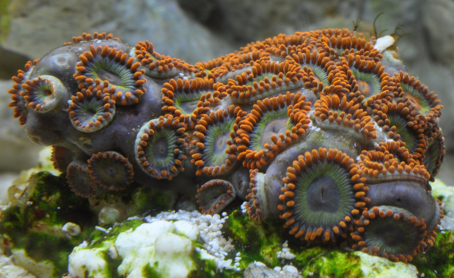 Krustenanemone ( Zoanthus ) die zweite