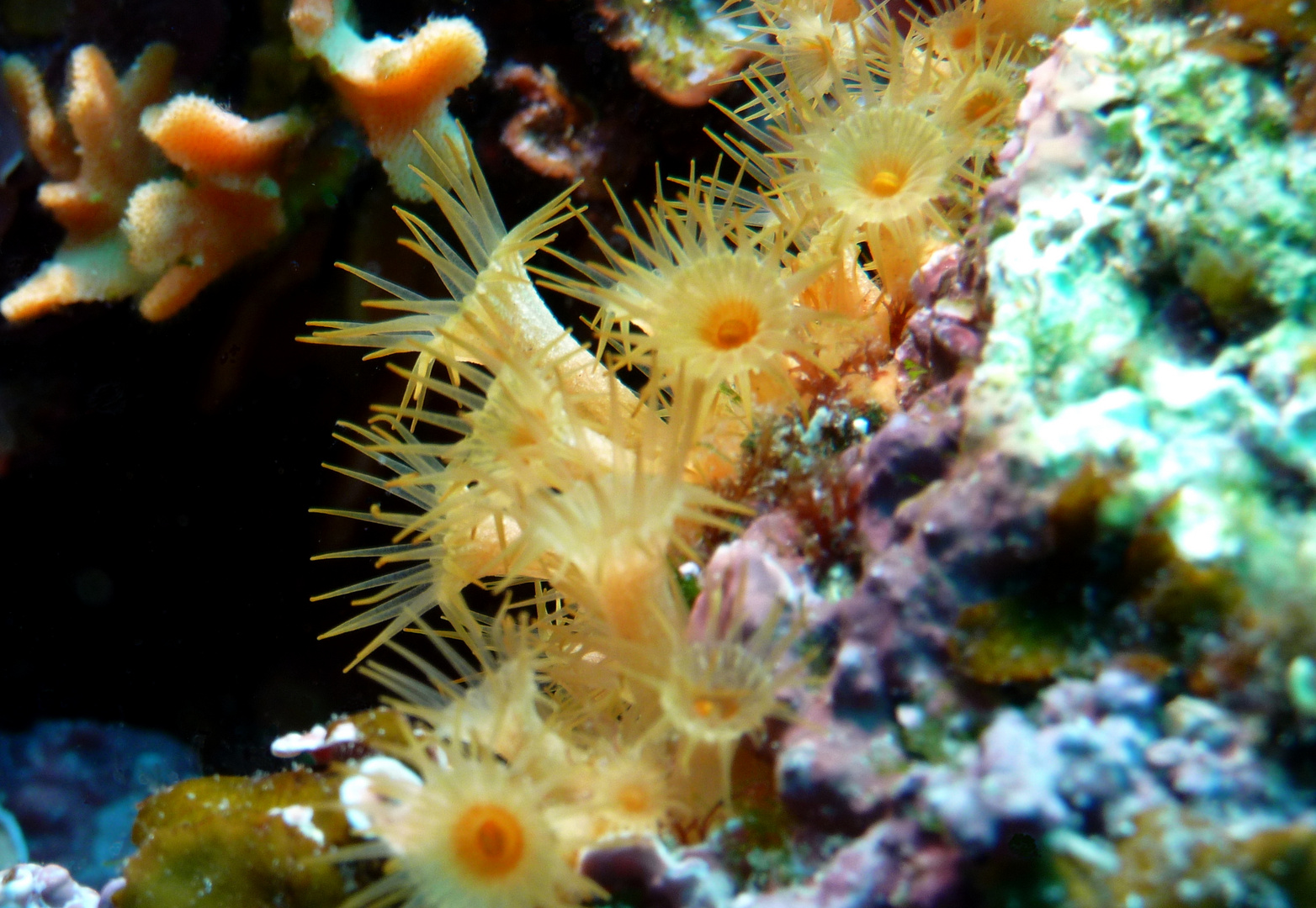 Krustenanemonen Mittelmeer Kroatien