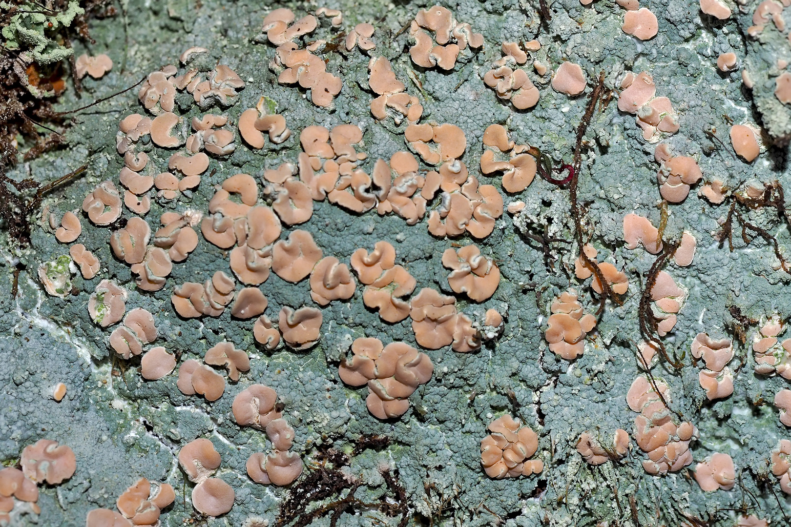 Krustenflechte* auf einem Felsen im schneefreien Winter! - Le magnifique monde des lichens!