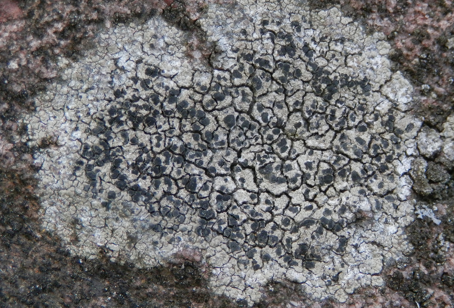 Krustenflechte auf freistehendem Sandstein-Block