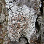 Krustenflechte - Helle Kuchenflechte (Lecanora chlarotera)