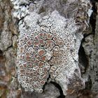 Krustenflechte - Helle Kuchenflechte (Lecanora chlarotera)