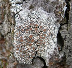 Krustenflechte - Helle Kuchenflechte (Lecanora chlarotera)