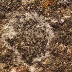 Krustenflechtenvielfalt auf Sandstein (1)
