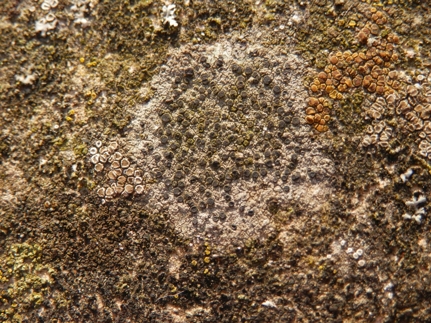 Krustenflechtenvielfalt auf Sandstein (2)