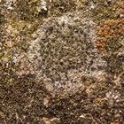 Krustenflechtenvielfalt auf Sandstein (2)