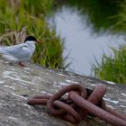 Krya (Seeschwalbe) auf Flatey