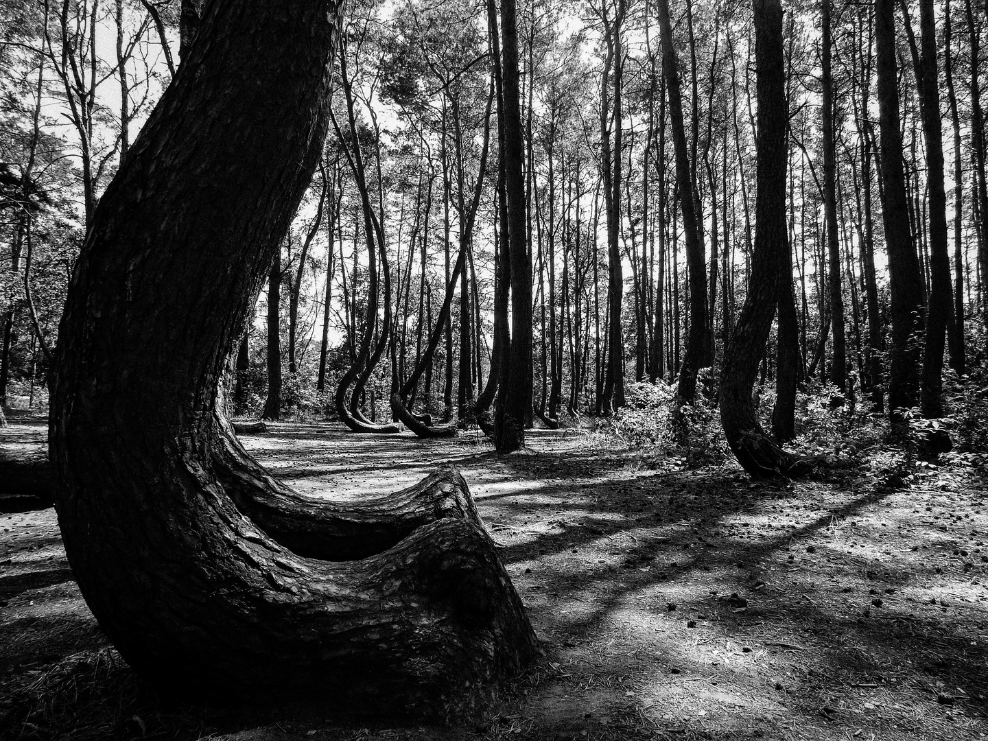 Krzywy Las - Der krumme Wald