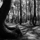 Krzywy Las - Der krumme Wald