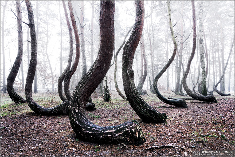 Krzywy Las Foto & Bild landschaft, wald, natur Bilder auf