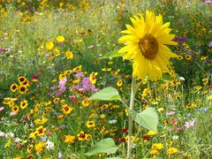 KS Botanischer Garten (1)