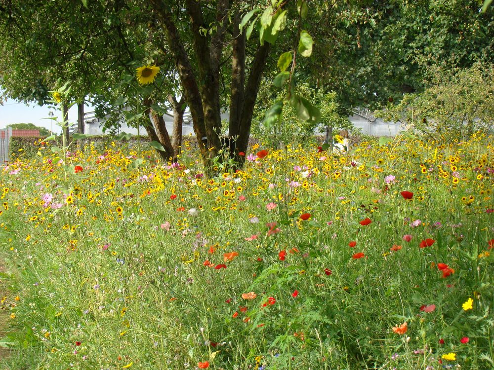 KS Botanischer Garten (2)