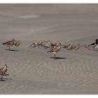 Kuaka, the bar-tailed godwit