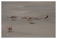 Kuaka, the bar-tailed godwit