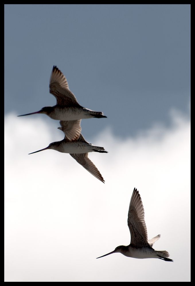 Kuaka, the bar-tailed godwit ( flying)