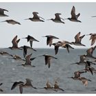 Kuaka, the bar-tailed godwit ( group flying )