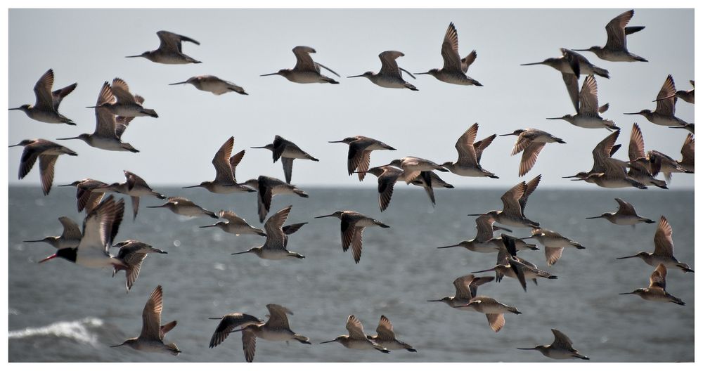 Kuaka, the bar-tailed godwit ( group flying )