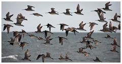 Kuaka, the bar-tailed godwit ( group flying )