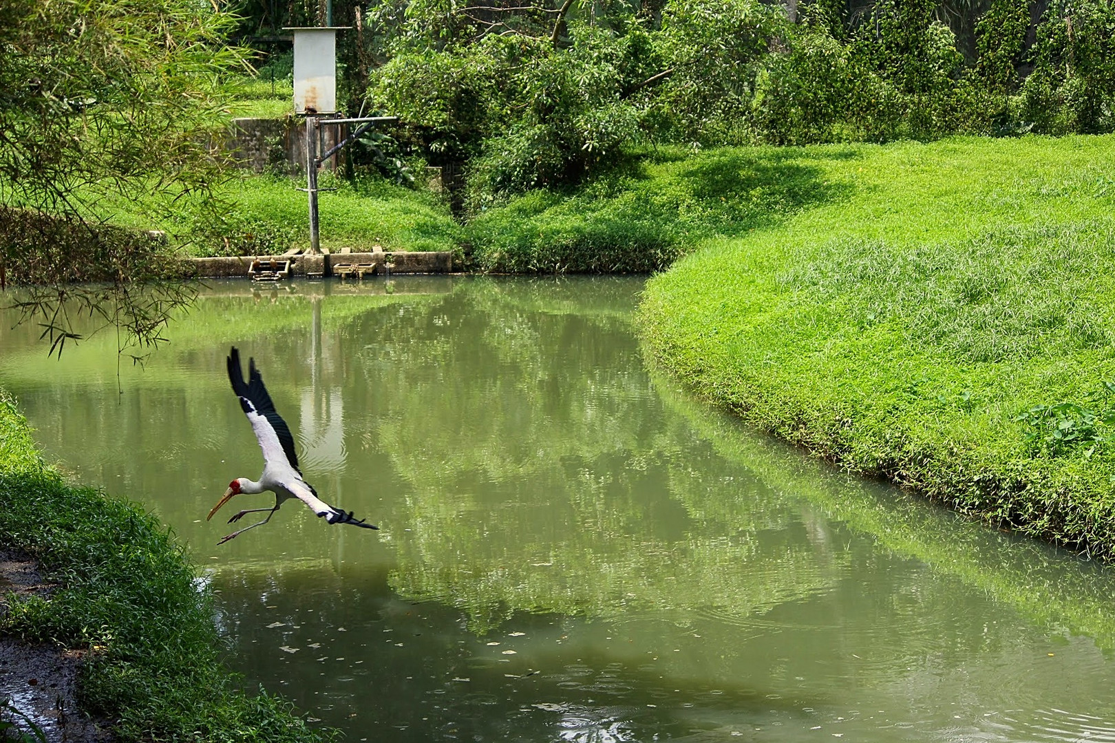 Kuala Lumpur Bird Park