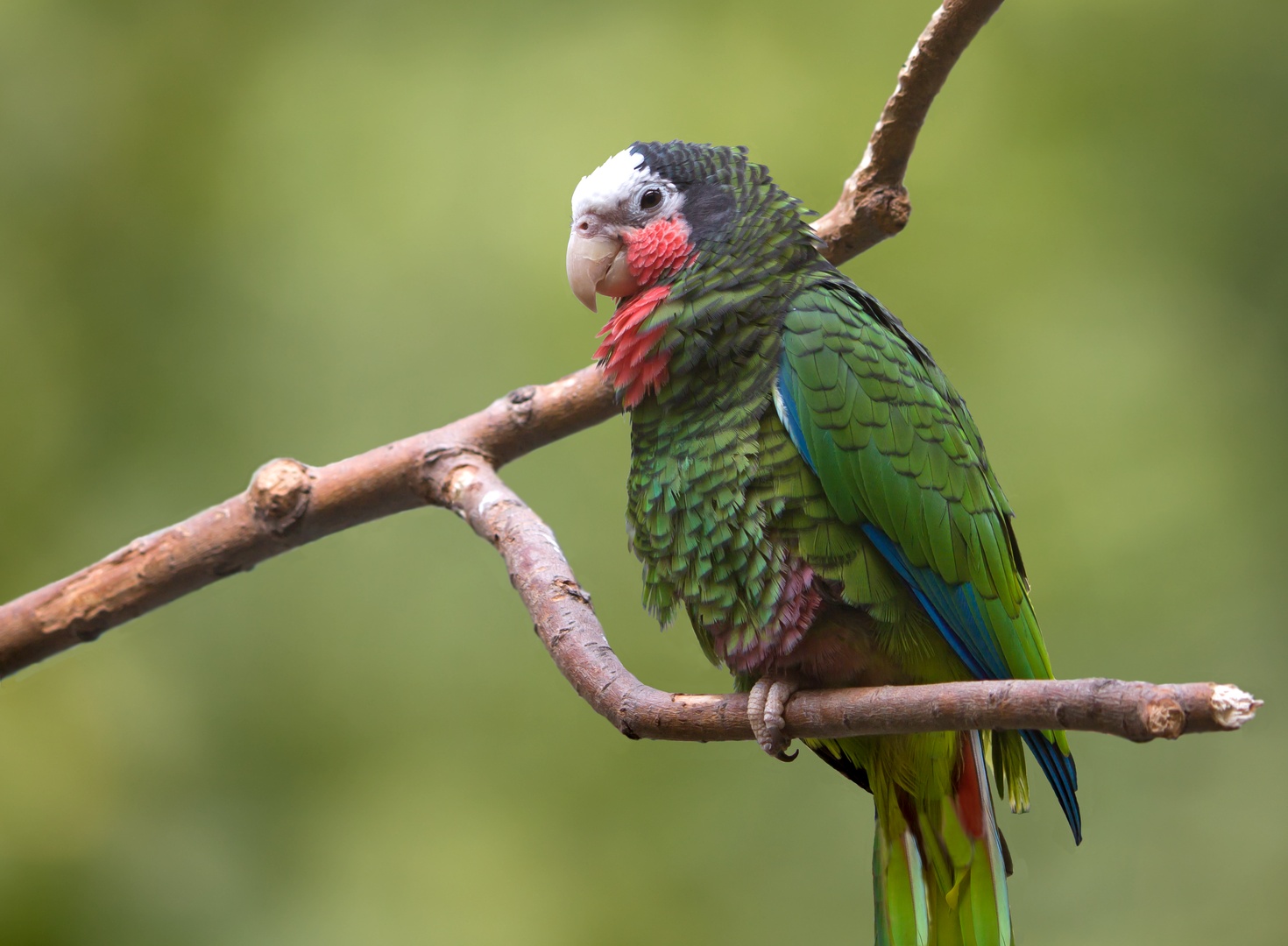 Kuba Amazone Foto & Bild berlin, natur, zoo Bilder auf