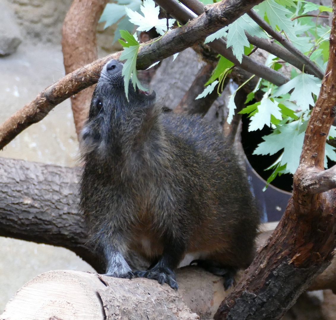 Kuba-Baumratte in Duisburger Zoo