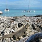 KUBA (Cuba) - Cayo Largo - Isla de las Iguanas 12-2010