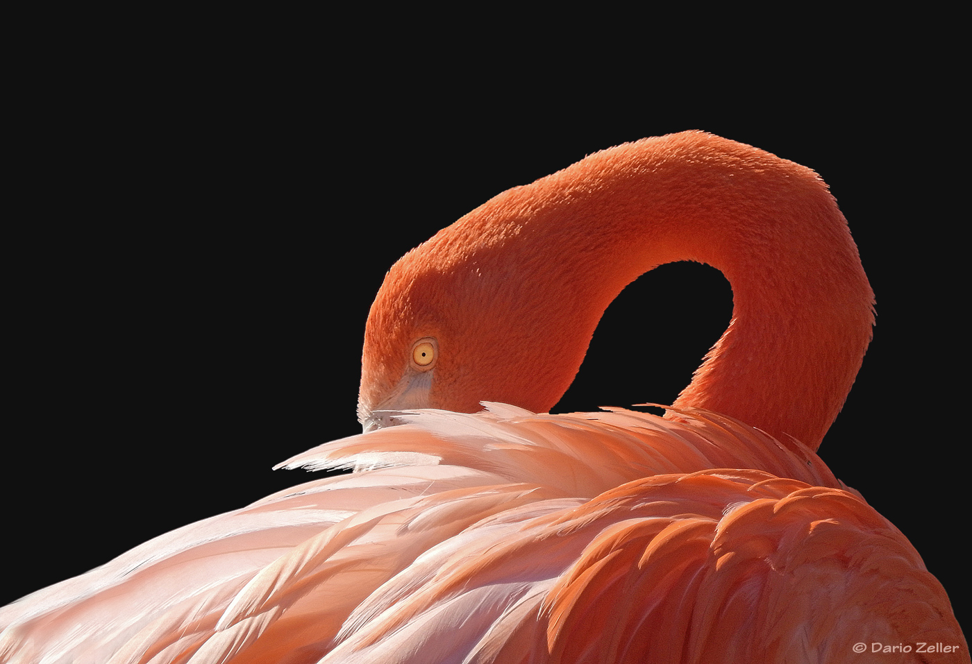 Kuba Flamingo