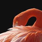 Kuba Flamingo