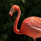 Kuba Flamingo