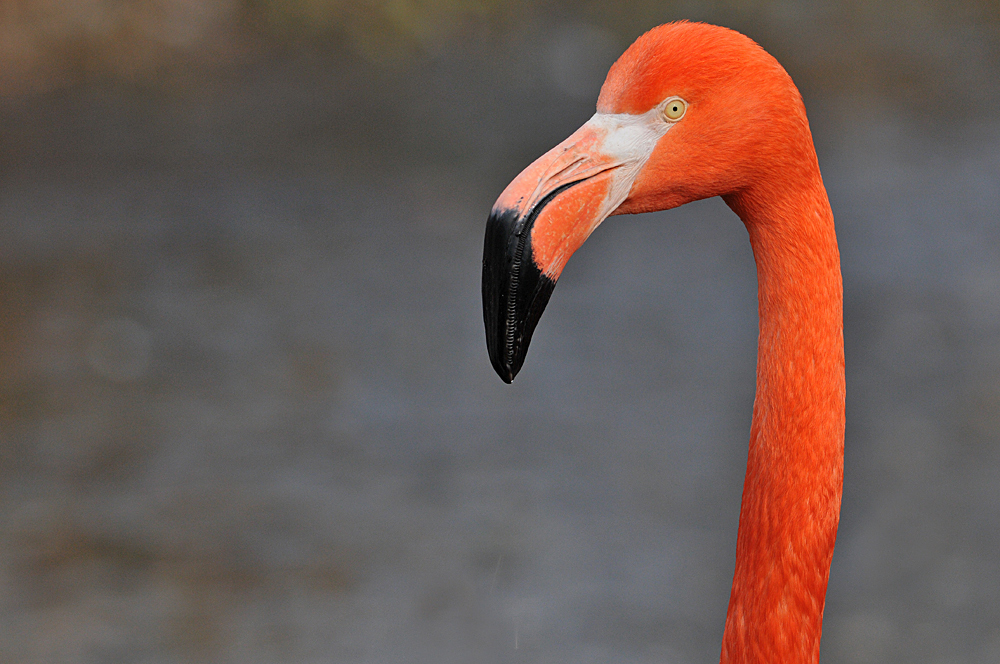 Kuba – Flamingo: Die standen bei der Farbausgabe ganz vorne