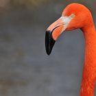 Kuba – Flamingo: Die standen bei der Farbausgabe ganz vorne