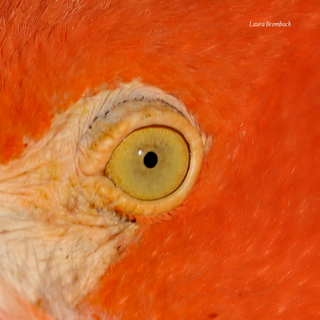 Kuba Flamingo eye closeup  Kölner Zoo 