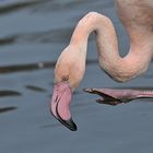Kuba – Flamingo – Federpflege