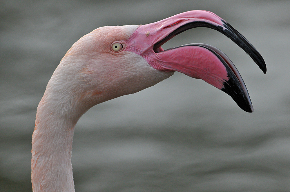 Kuba – Flamingo – Gesangeskunst