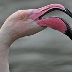 Kuba – Flamingo – Gesangeskunst