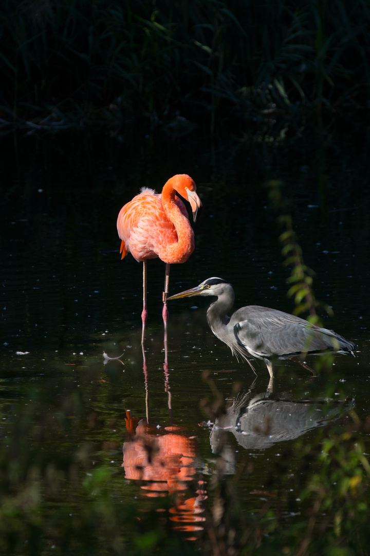 Kuba-Flamingo mit Graureiher