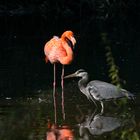 Kuba-Flamingo mit Graureiher