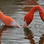 Kuba – Flamingo – Paarschlurfen 01