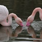 Kuba – Flamingo – Paarschlurfen 02