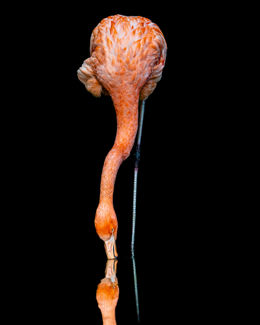 Kuba-Flamingo (Phoenicopterus ruber)