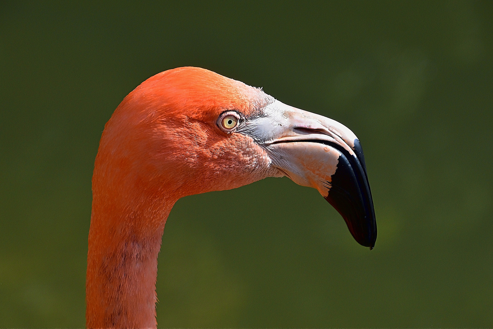 Kuba-Flamingo (Phoenicopterus ruber)