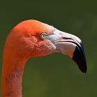 Kuba-Flamingo (Phoenicopterus ruber)