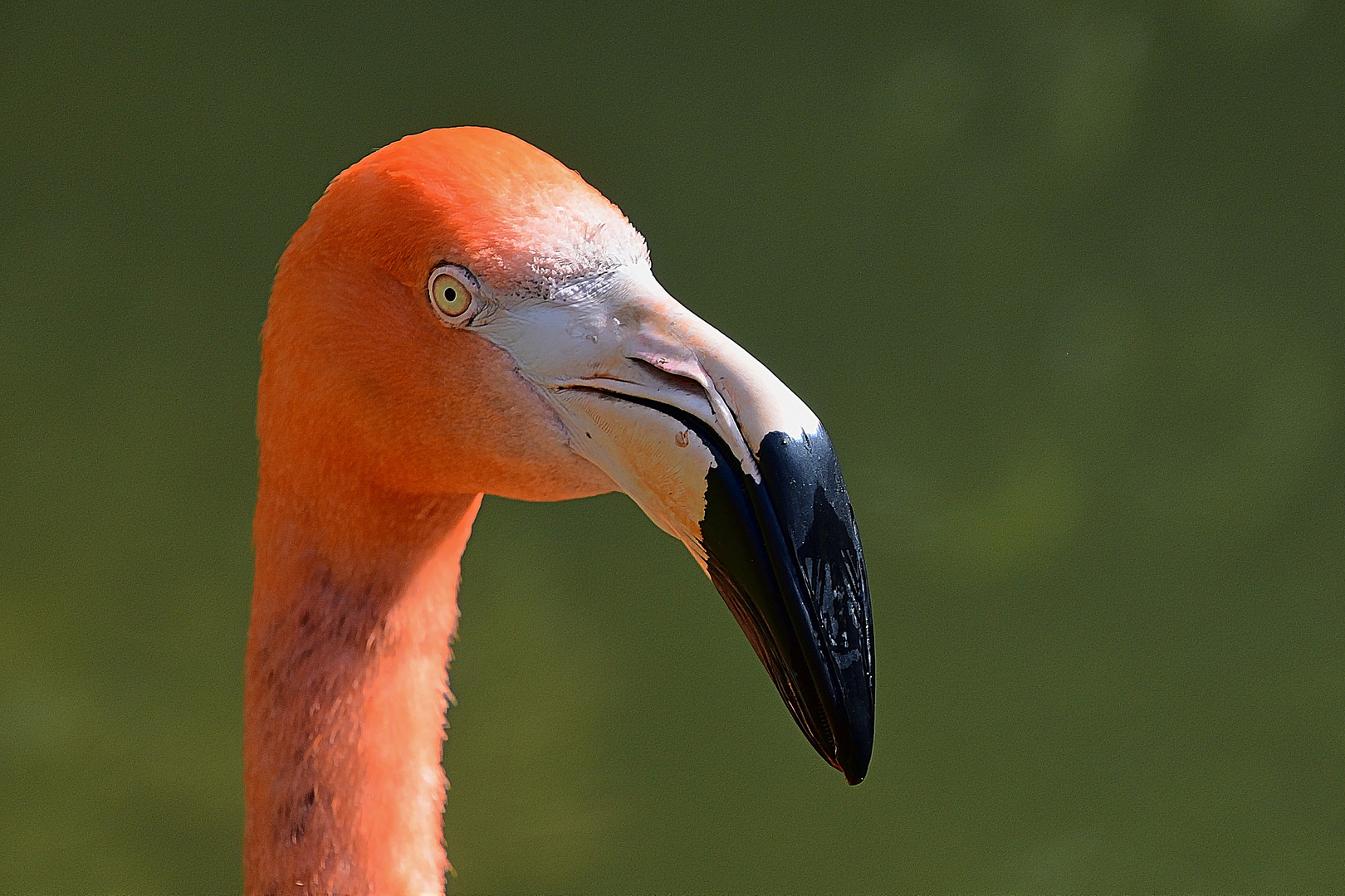 Kuba-Flamingo (Phoenicopterus ruber)